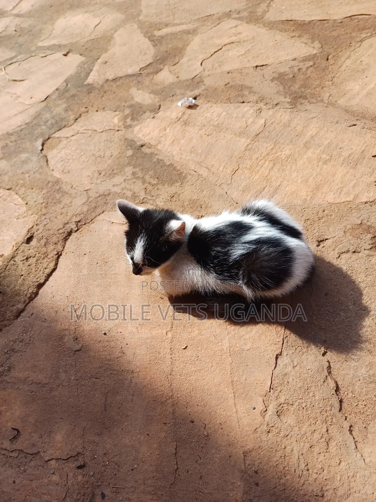 0-1 month Male Purebred Balinese