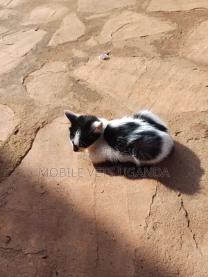 0-1 month Male Purebred Balinese