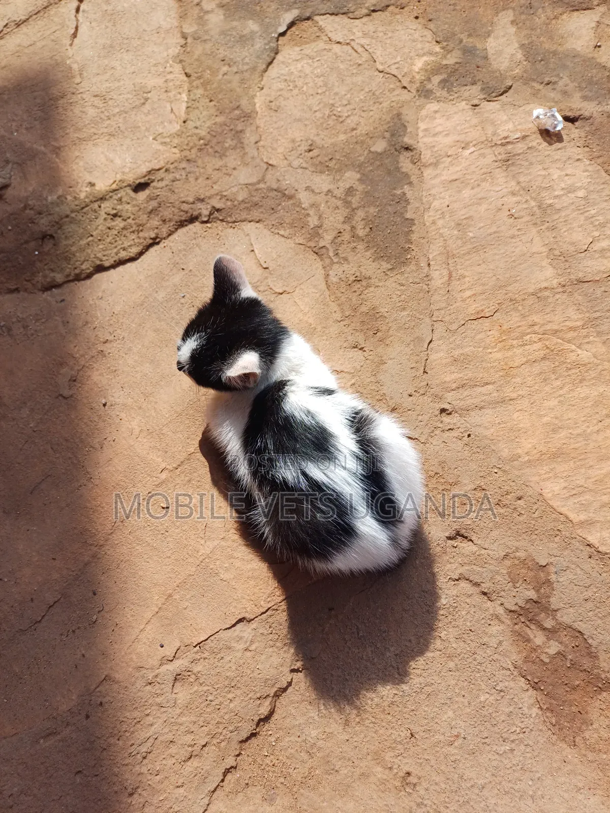 1-3 months Male Purebred Tonkinese