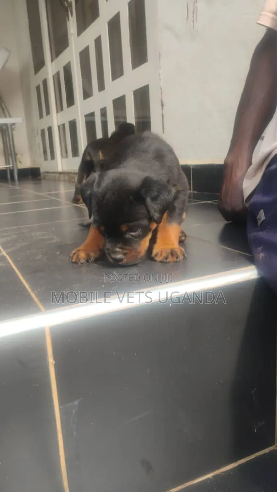 0-1 month Female Purebred Rottweiler