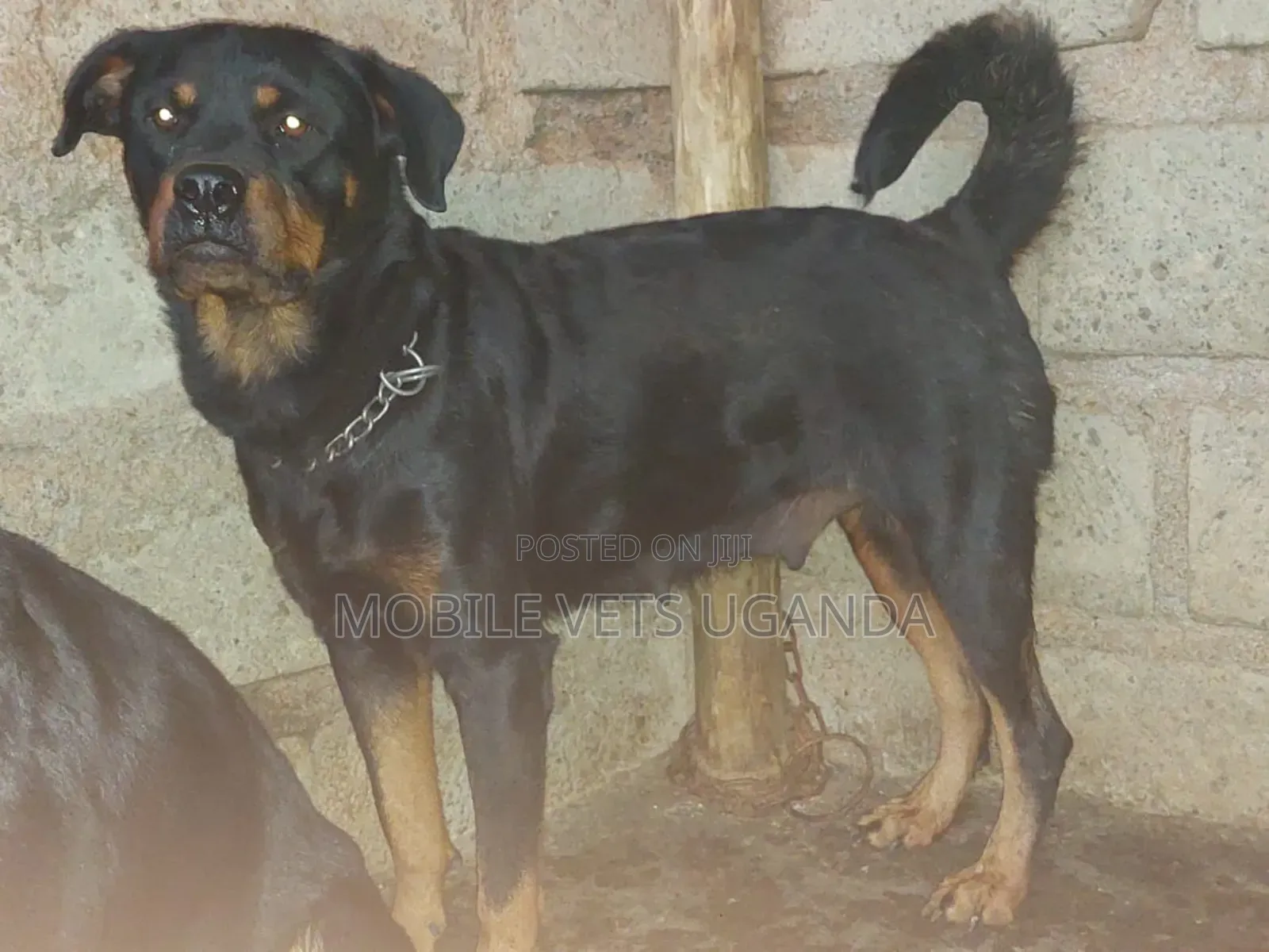 6-12 months Female Purebred Rottweiler