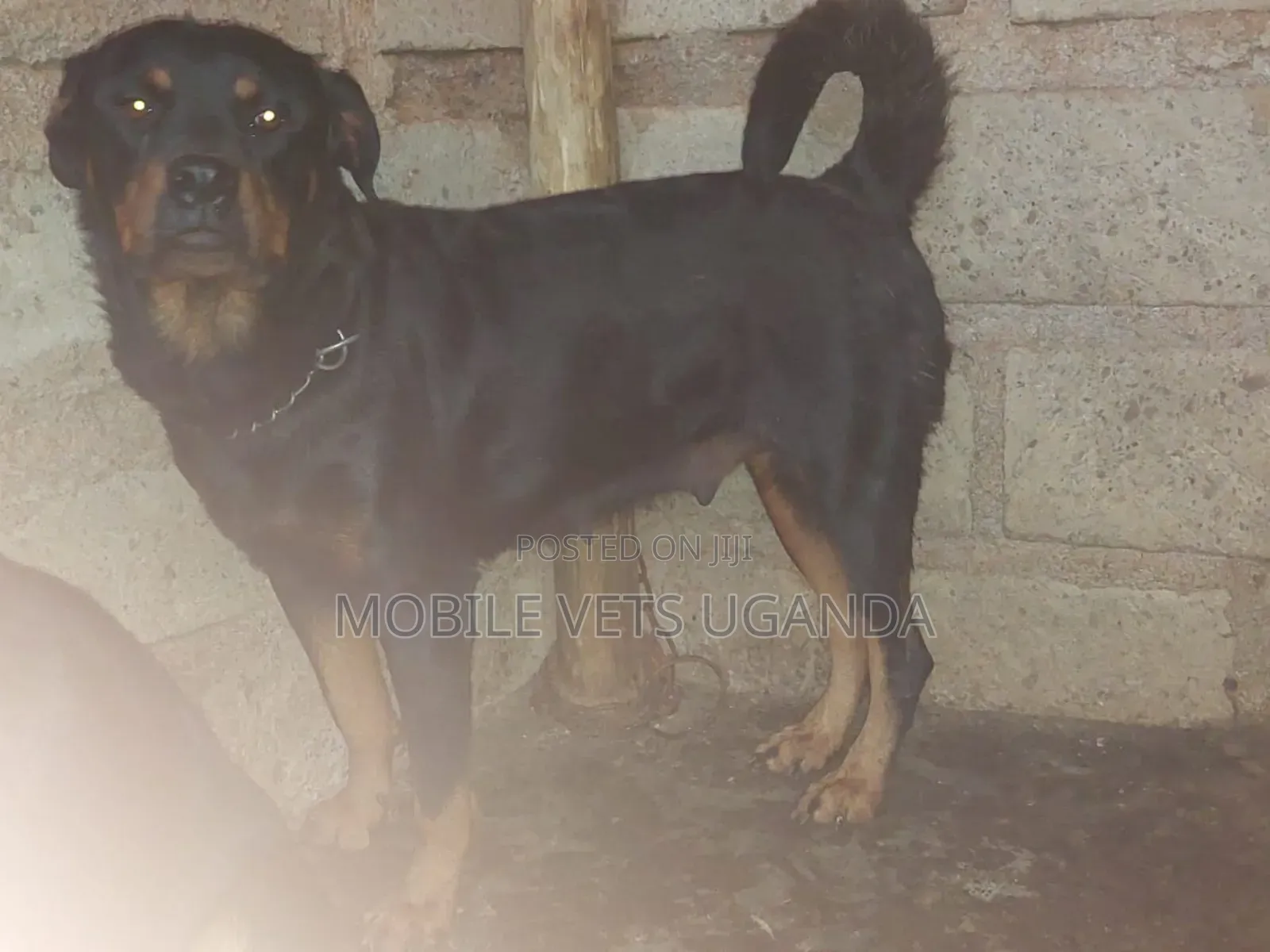 1+ year Female Purebred Rottweiler
