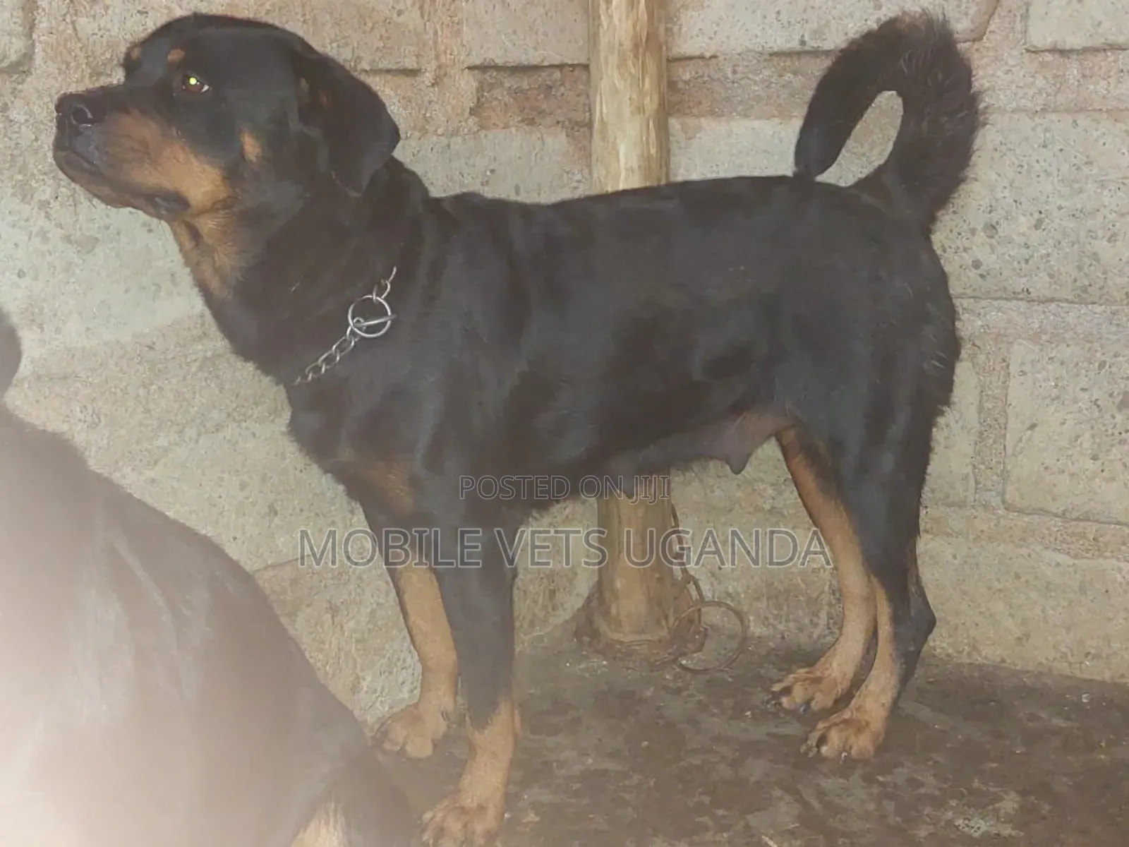 6-12 months Male Purebred Rottweiler