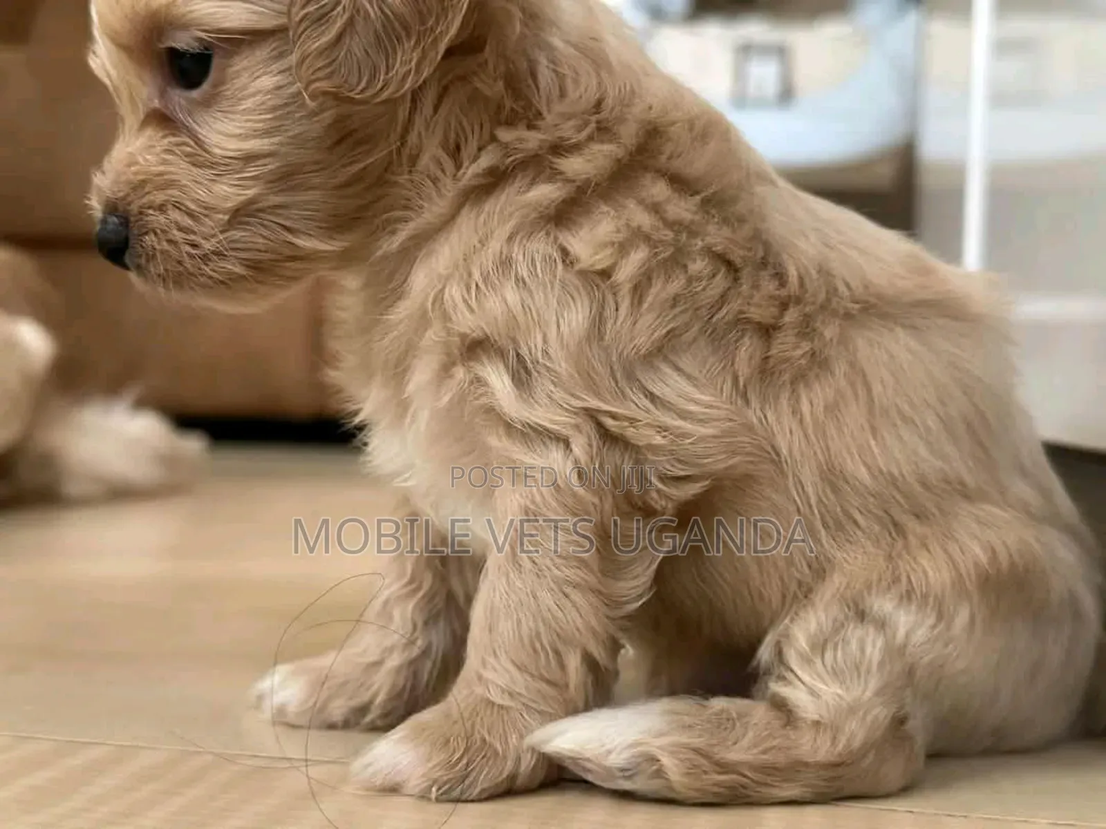 1-3 months Female Purebred Maltese