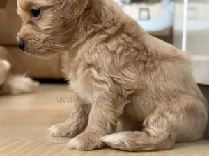 1-3 months Female Purebred Maltese