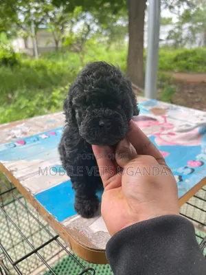 0-1 month Male Purebred Cocker Spaniel