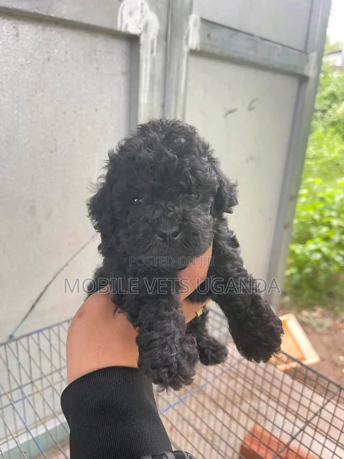 0-1 month Female Purebred English Cocker Spaniel