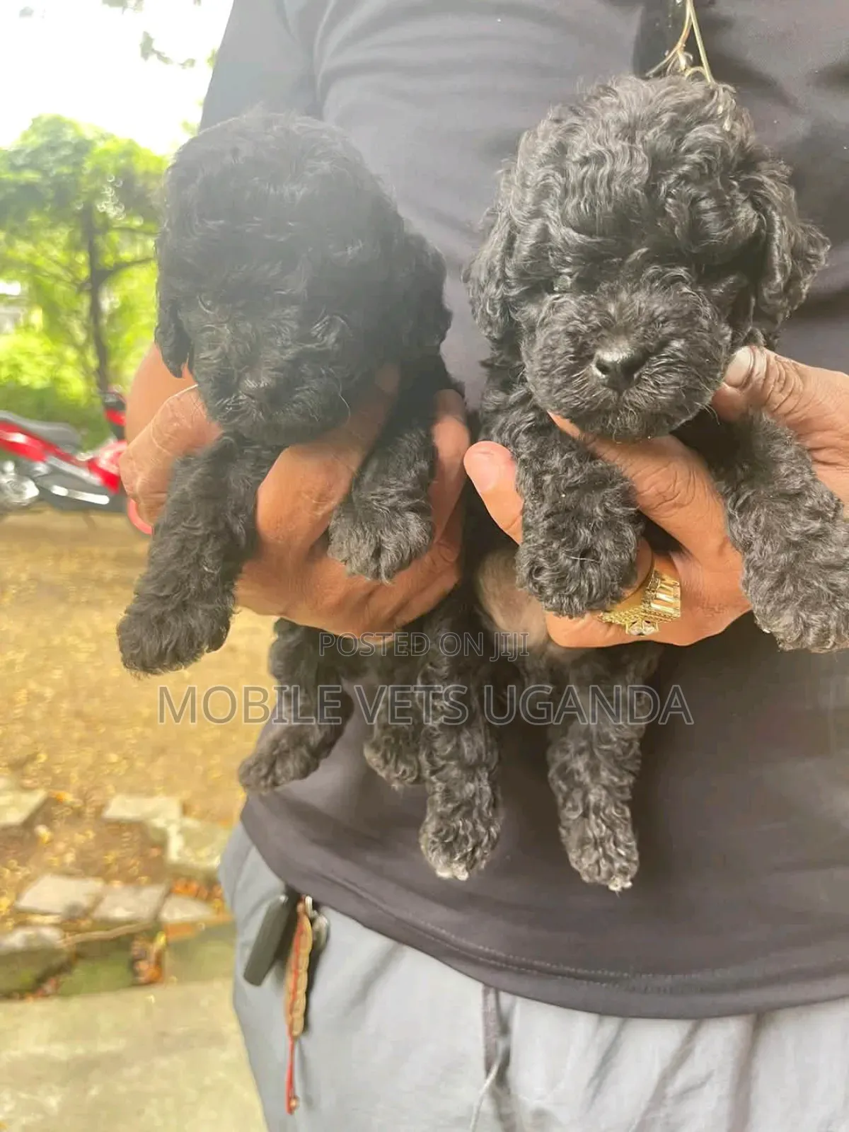 1-3 months Female Purebred Cocker Spaniel