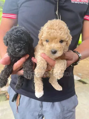1-3 months Male Purebred Cocker Spaniel