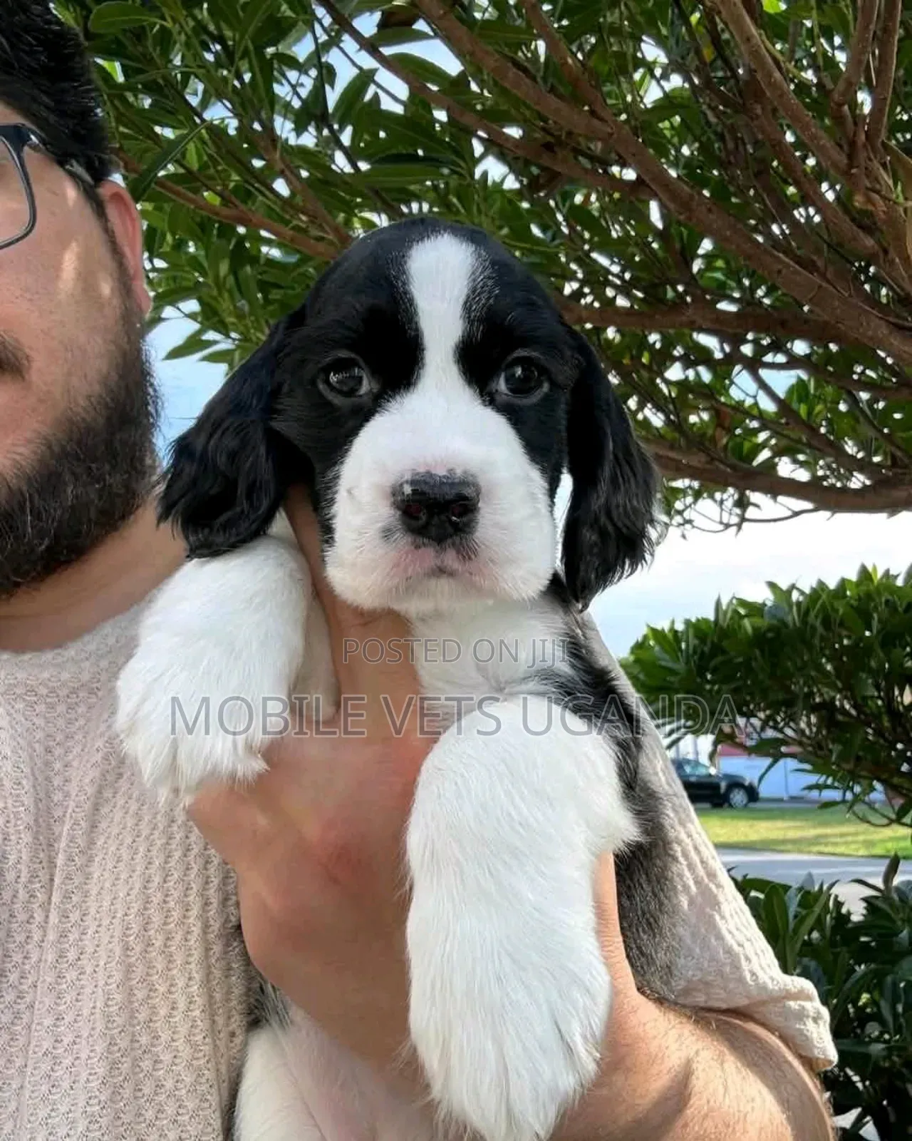 1-3 months Female Purebred English Cocker Spaniel