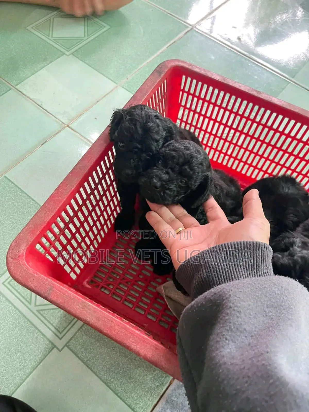 0-1 month Female Purebred English Cocker Spaniel