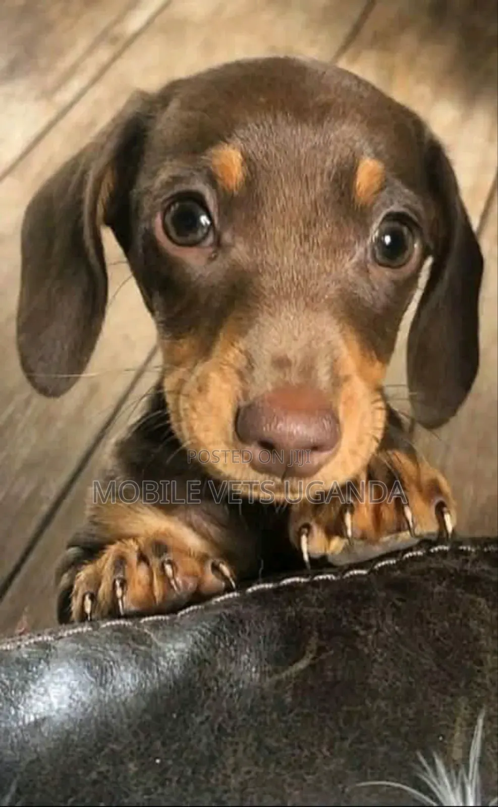 1-3 months Female Purebred Dachshund