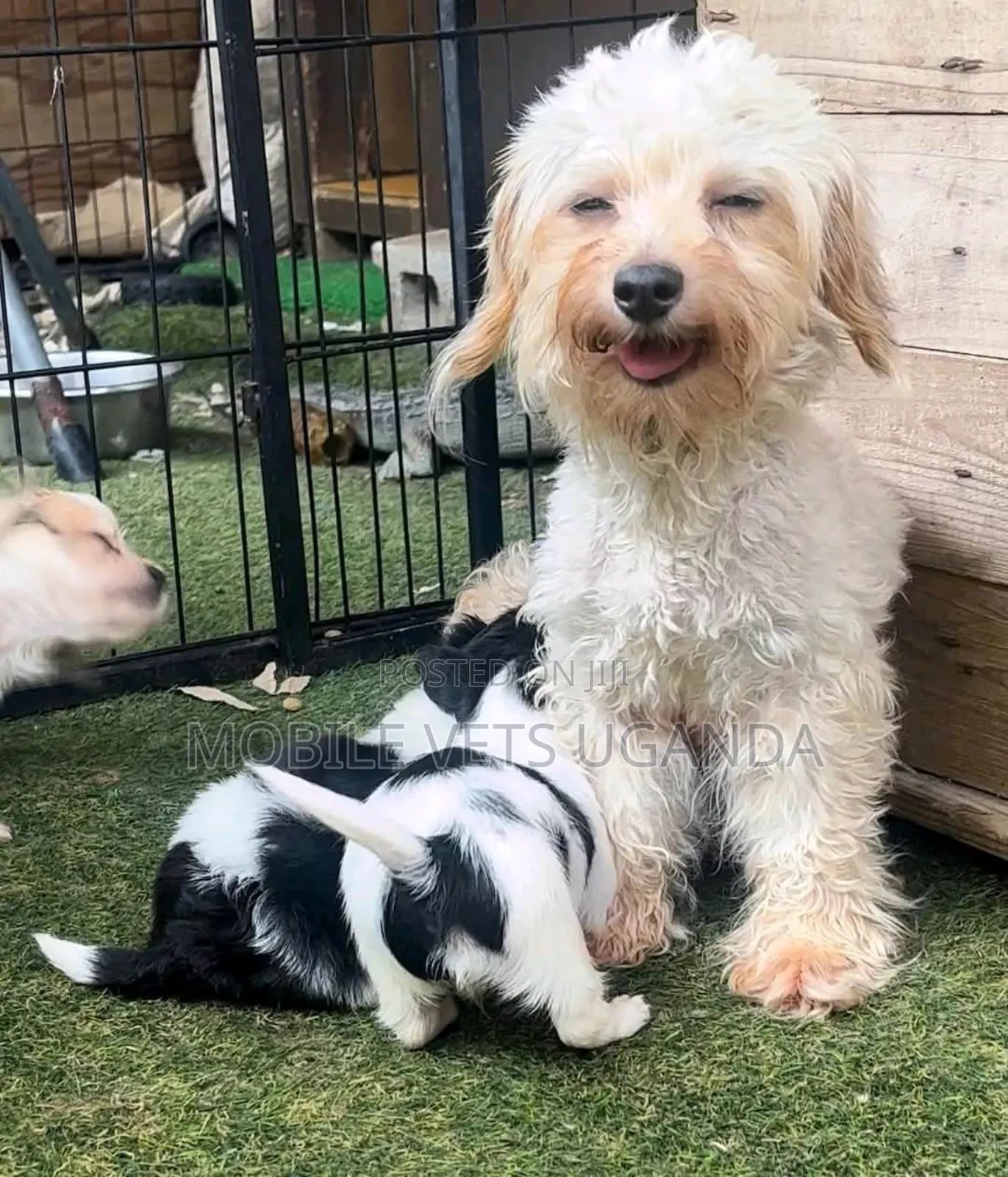 0-1 month Male Purebred Maltese