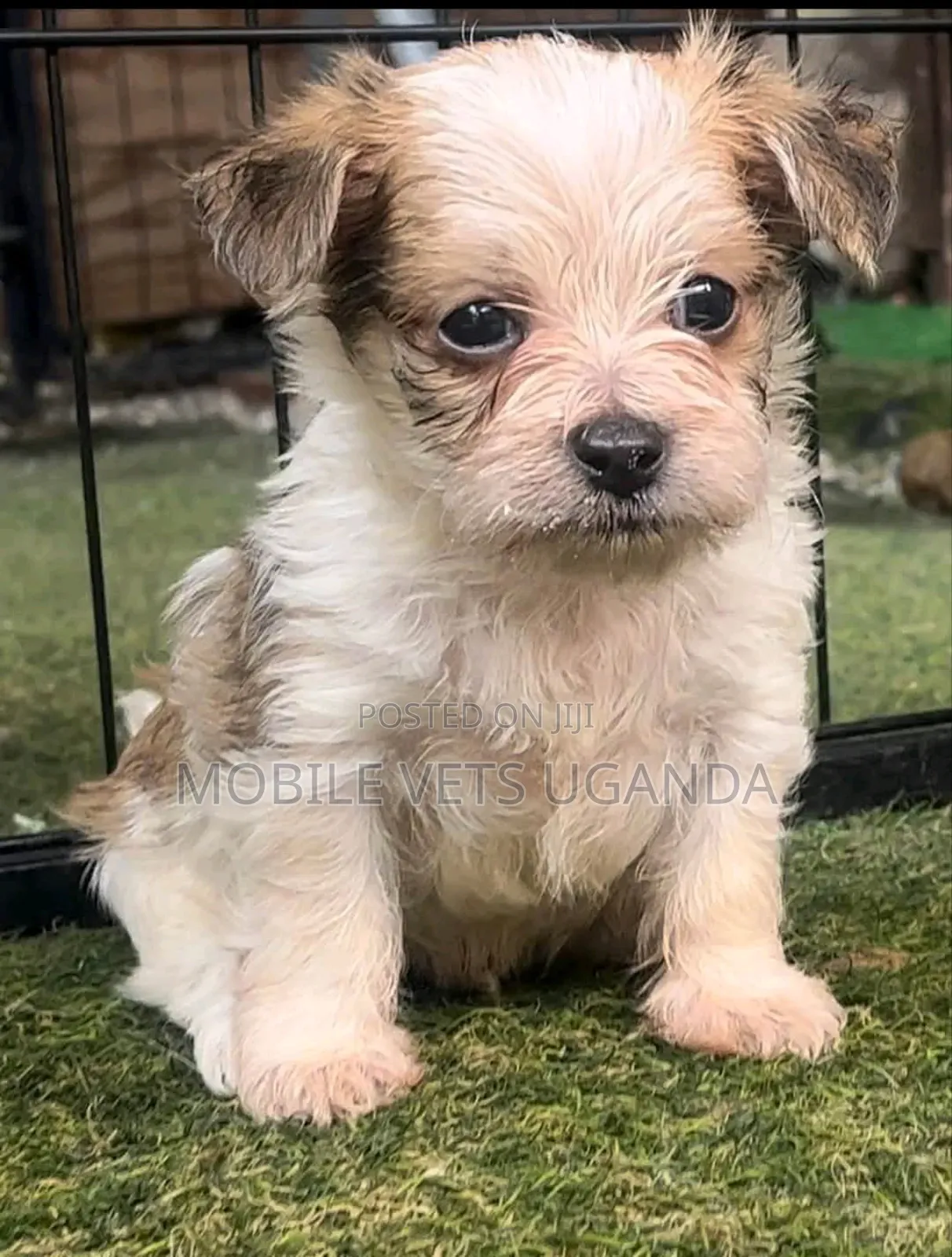 1-3 months Male Purebred Maltese
