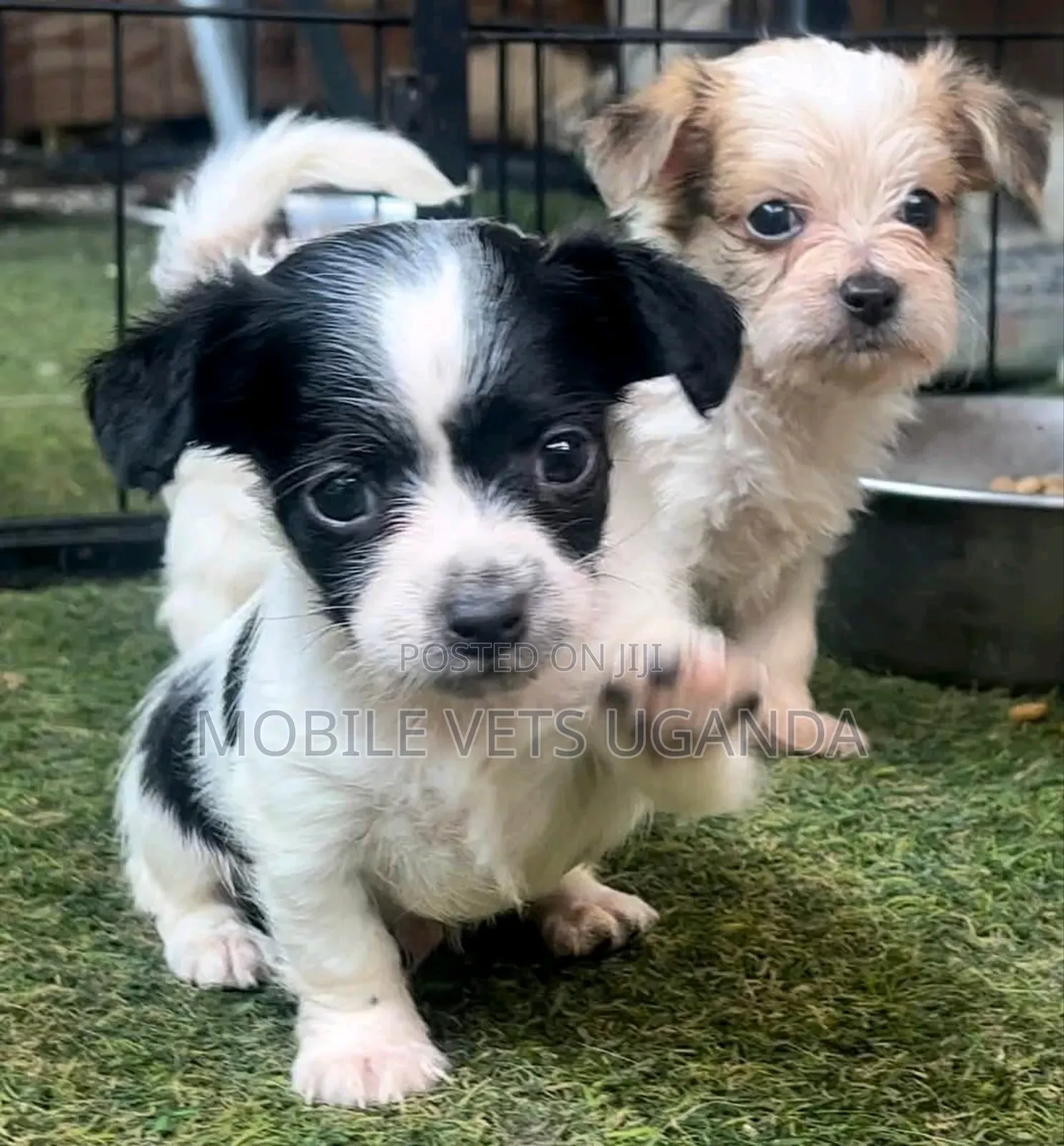 1-3 months Female Purebred Japanese Spitz