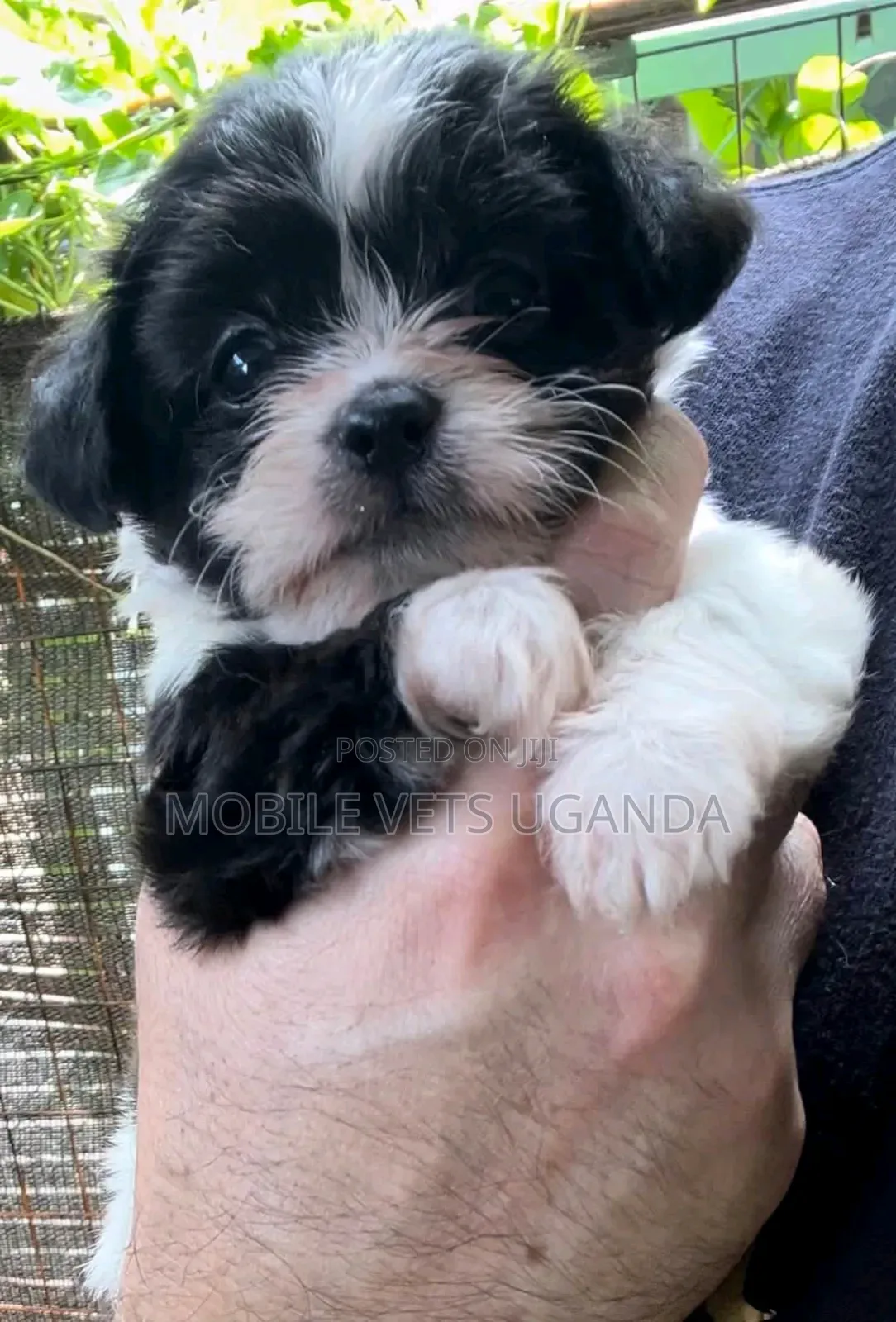 0-1 month Male Purebred Maltese