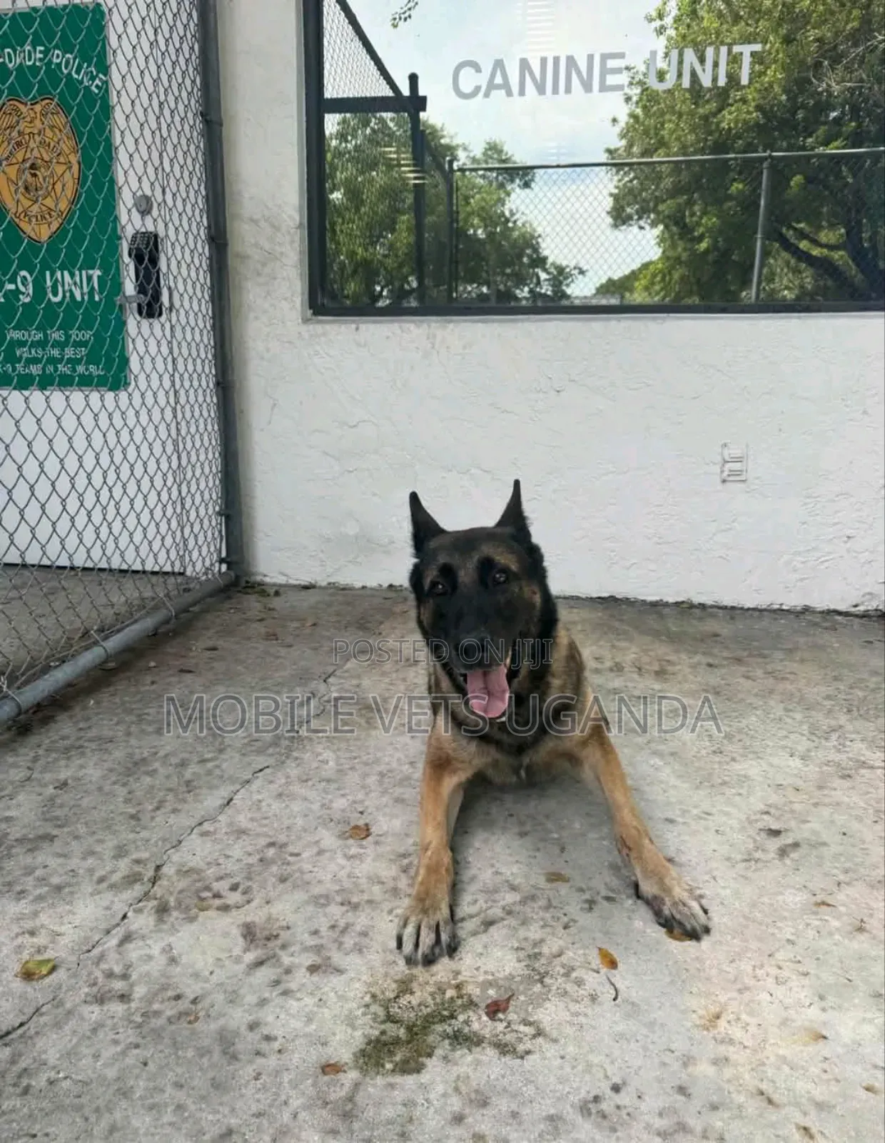 6-12 months Male Purebred German Shepherd