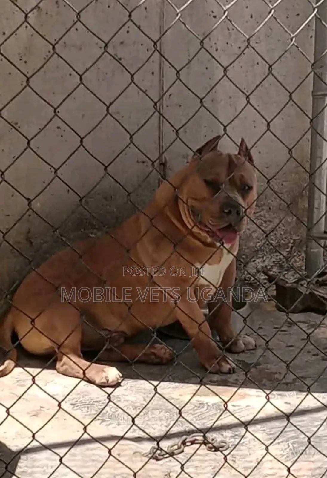 3-6 months Male Purebred American Pit Bull Terrier