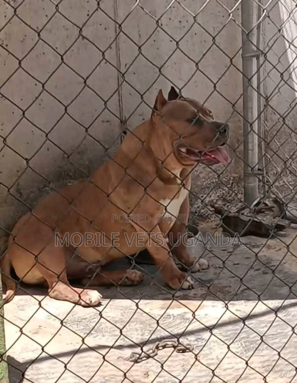 6-12 months Female Purebred American Pit Bull Terrier