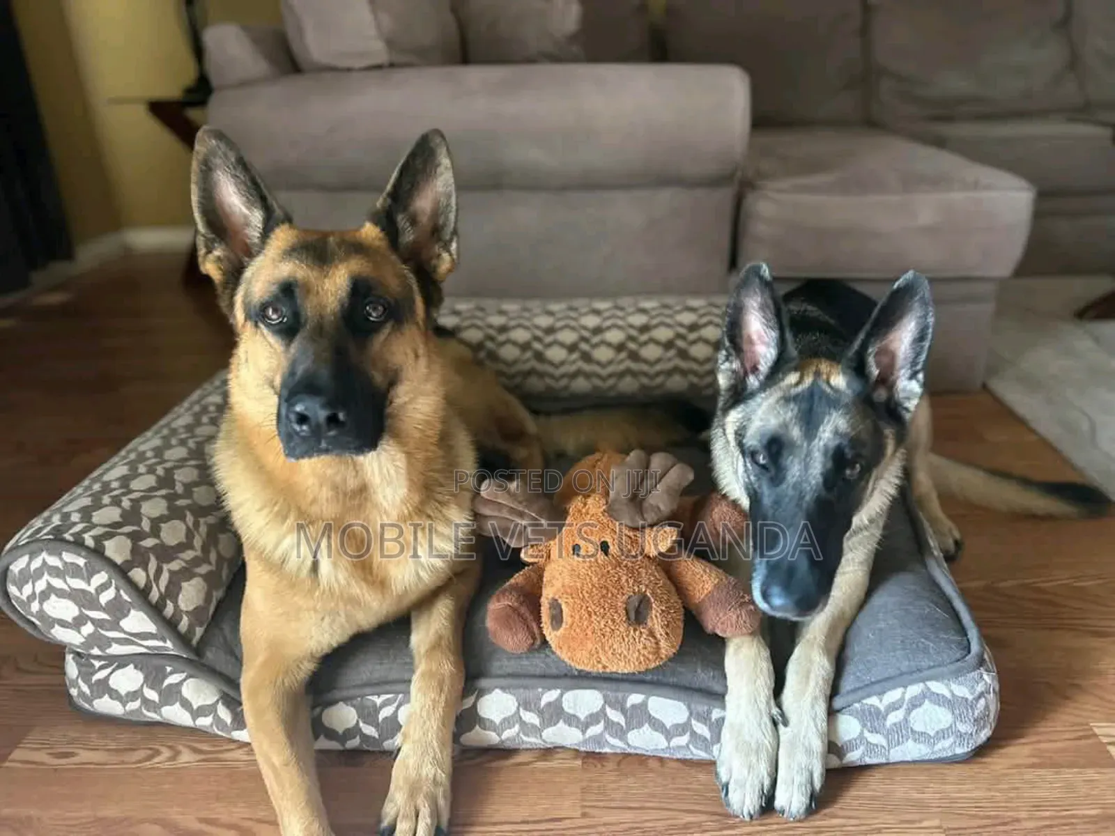 6-12 months Female Purebred German Shepherd