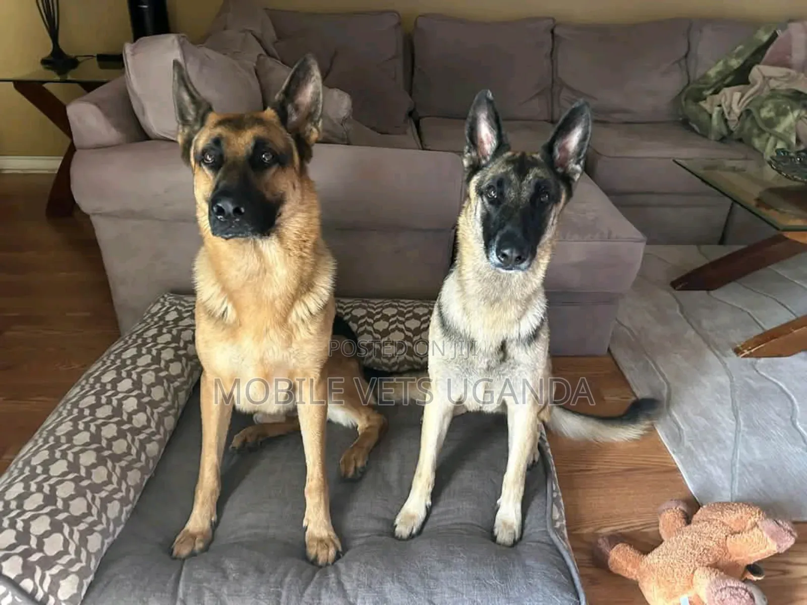 3-6 months Female Purebred German Shepherd