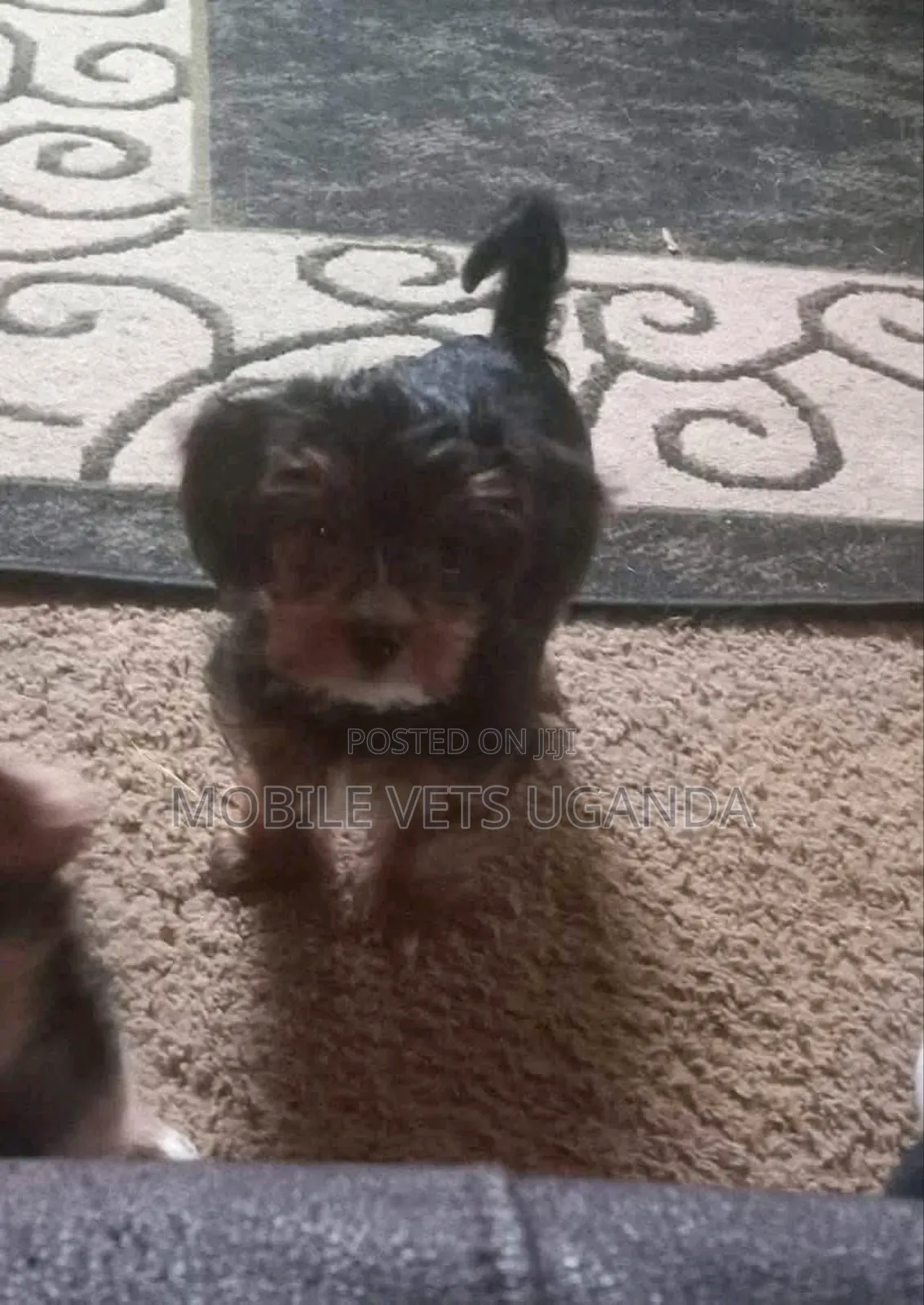 0-1 month Female Purebred Maltese