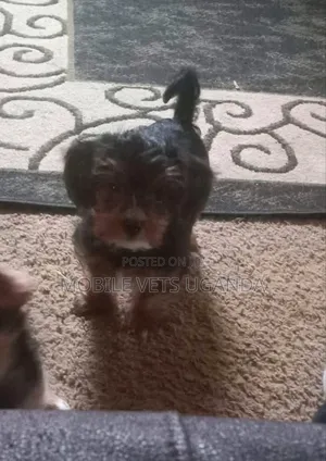 0-1 month Female Purebred Maltese