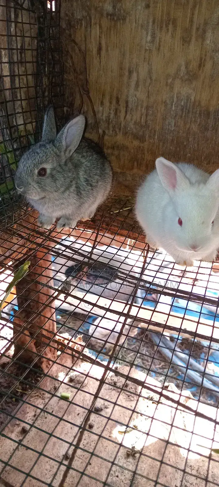Mother Rabbit and Its Bunnies Cross Breed Newzealand(6 to 8 Bunnies)