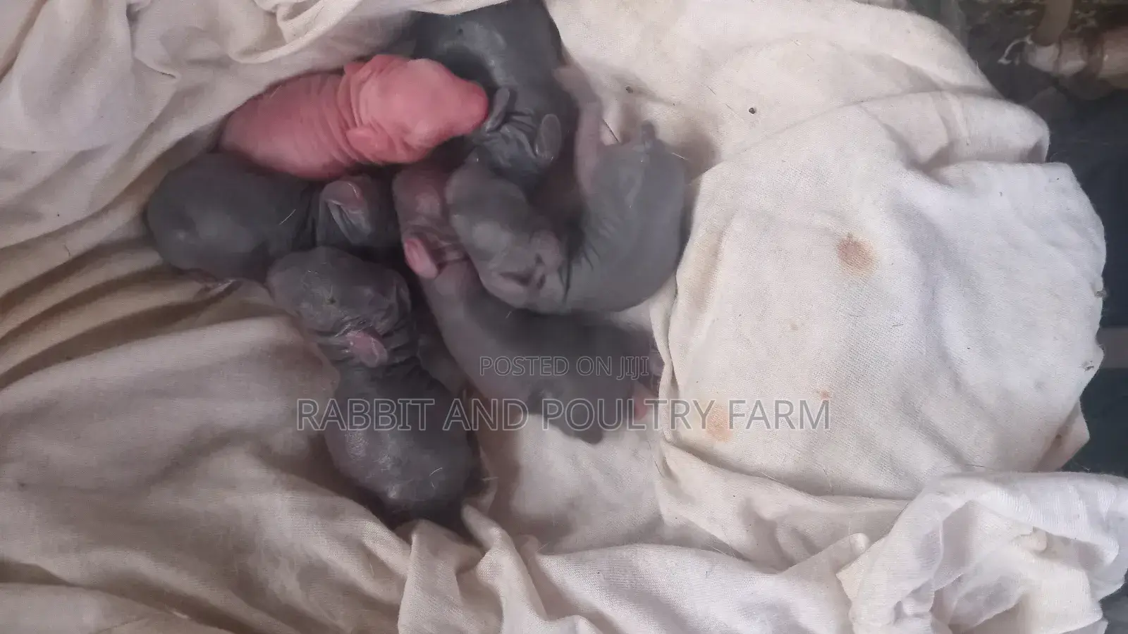 Mother Rabbit and Its Bunnies Cross Breed Newzealand(6 to 8 Bunnies)