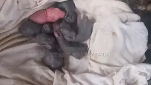 Mother Rabbit and Its Bunnies Cross Breed Newzealand(6 to 8 Bunnies)