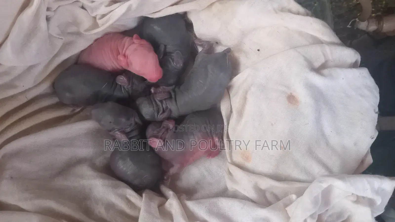 Mother Rabbit and Its Bunnies Cross Breed Newzealand(6 to 8 Bunnies)