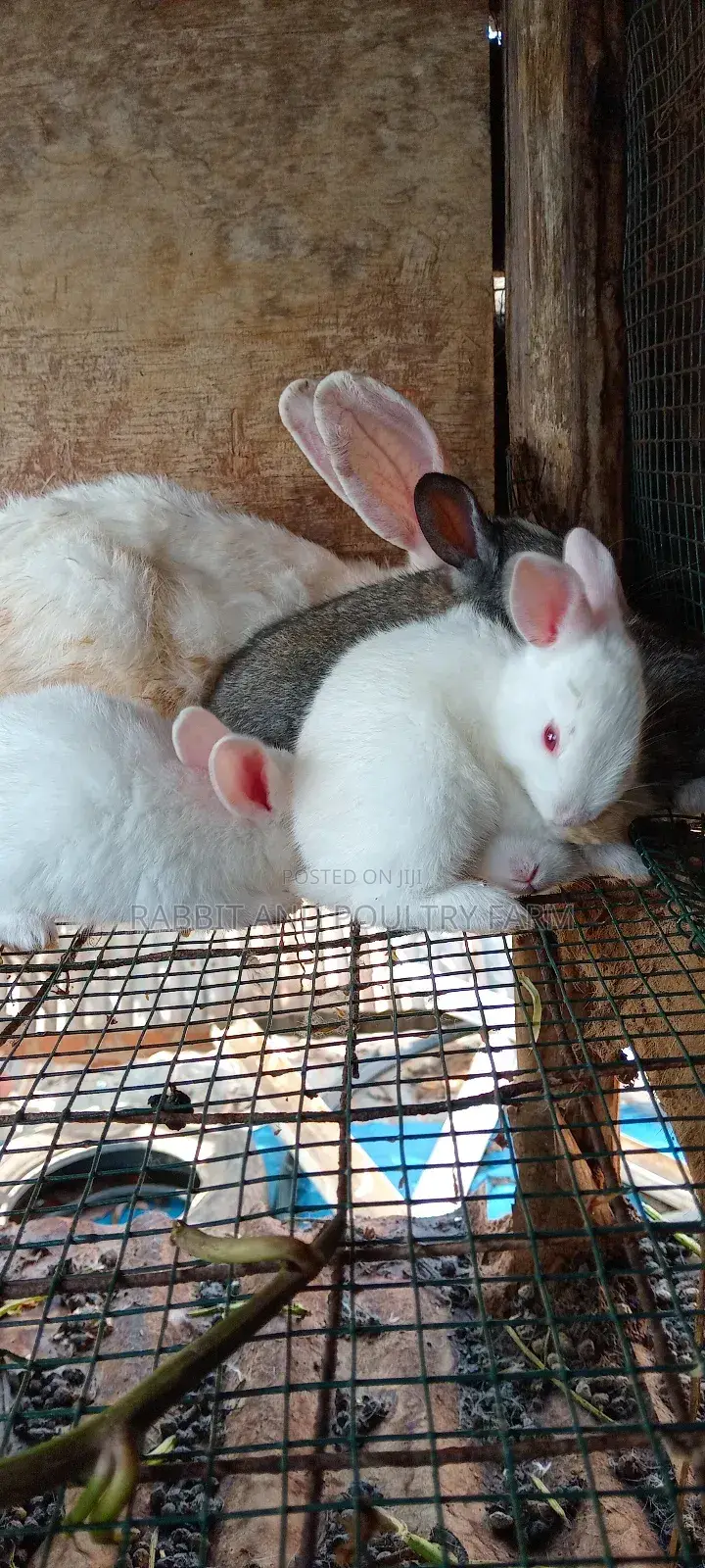 Mother Rabbit and Its Bunnies Cross Breed Newzealand(6 to 8 Bunnies)