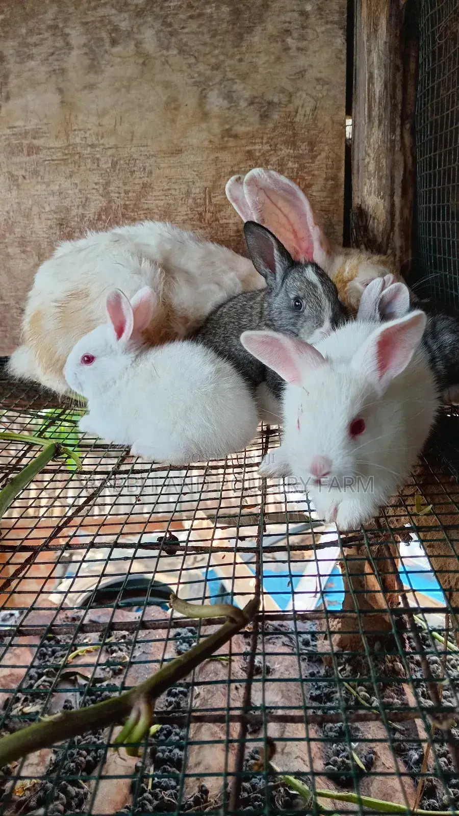 Mother Rabbit and Its Bunnies Cross Breed Newzealand(6 to 8 Bunnies)