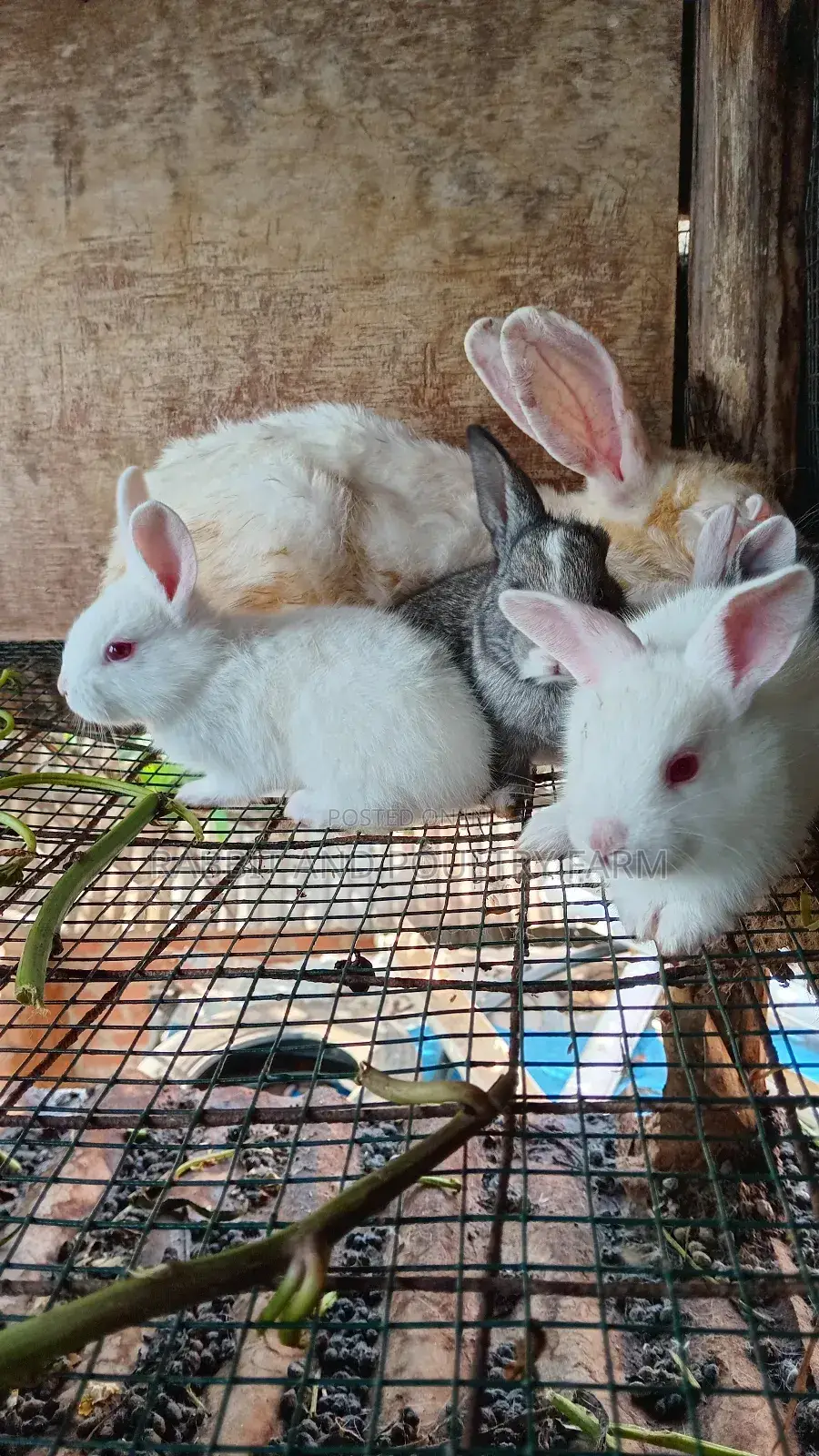 Mother Rabbit and Its Bunnies Cross Breed Newzealand(6 to 8 Bunnies)