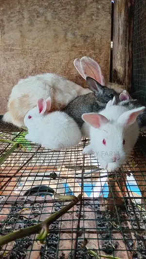 Mother Rabbit and Its Bunnies Cross Breed Newzealand(6 to 8 Bunnies)