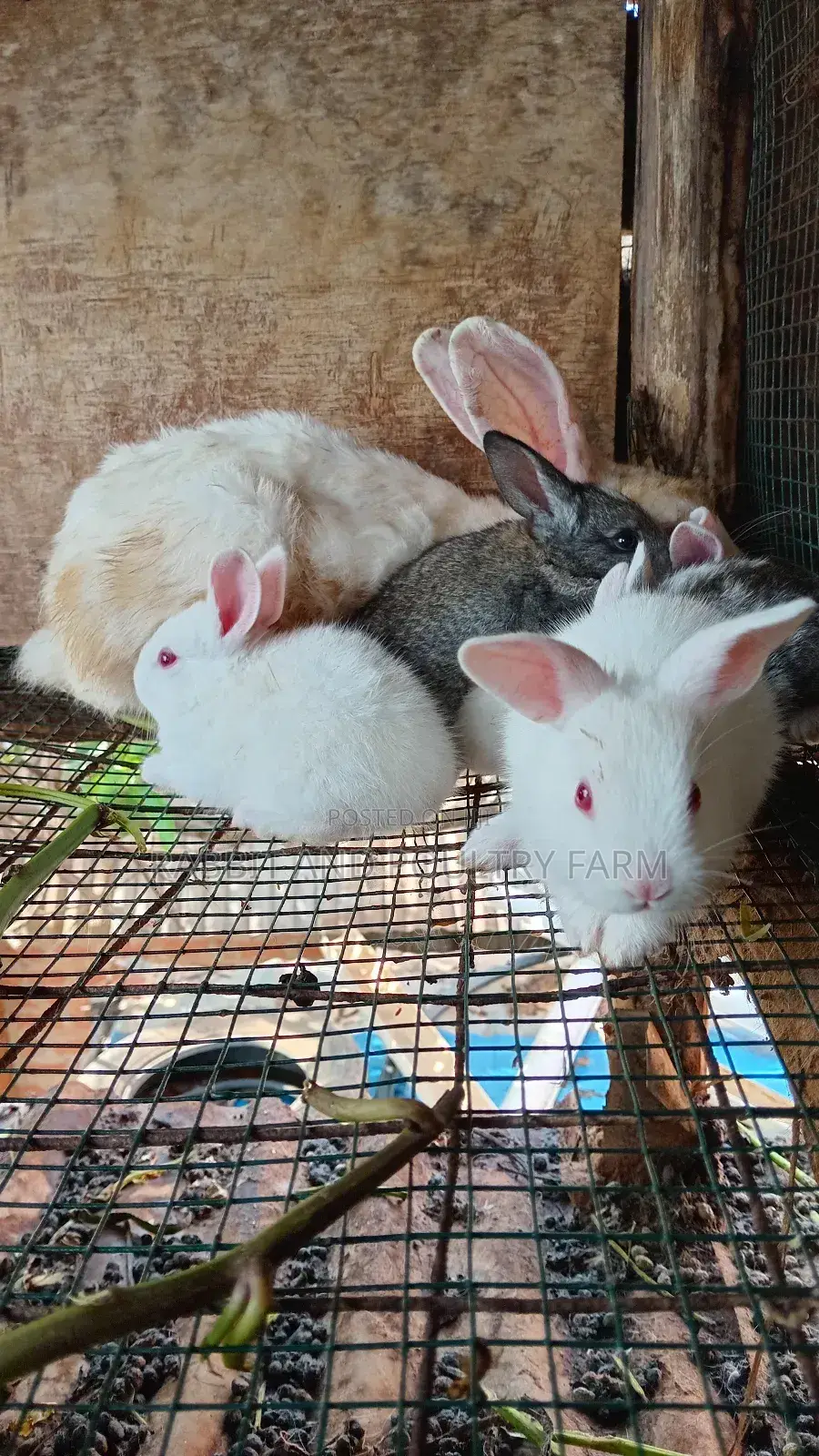 Mother Rabbit and Its Bunnies Cross Breed Newzealand(6 to 8 Bunnies)