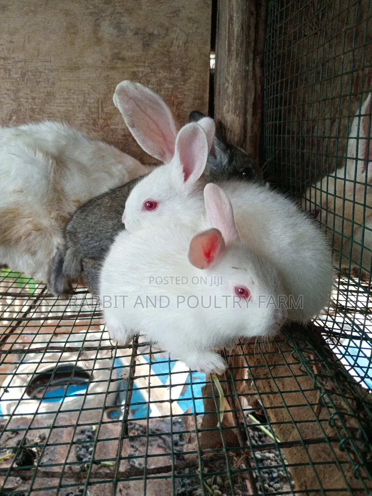 Mother Rabbit and Its Bunnies Cross Breed Newzealand(6 to 8 Bunnies)