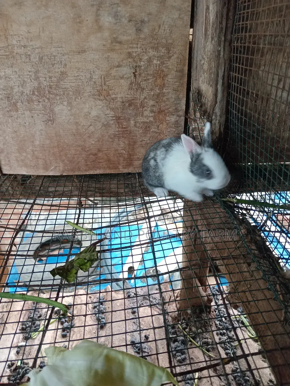 Mother Rabbit and Its Bunnies Cross Breed Newzealand(6 to 8 Bunnies)