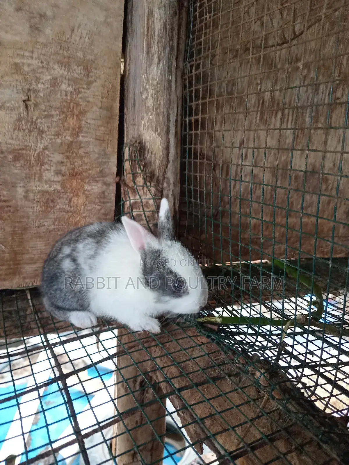 Mother Rabbit and Its Bunnies Cross Breed Newzealand(6 to 8 Bunnies)