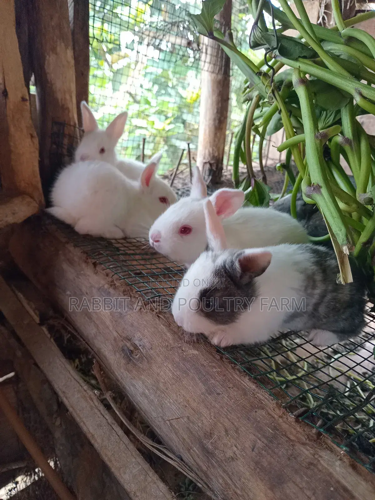 Mother Rabbit and Its Bunnies Cross Breed Newzealand(6 to 8 Bunnies)