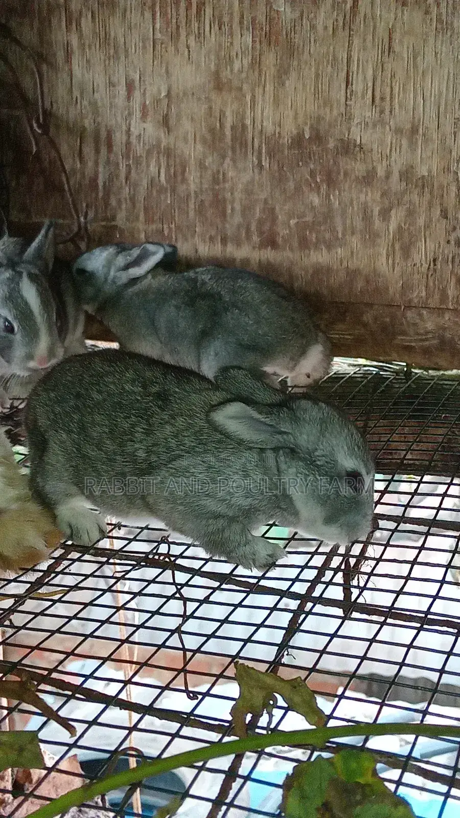 Mother Rabbit and Its Bunnies Cross Breed Newzealand(6 to 8 Bunnies)