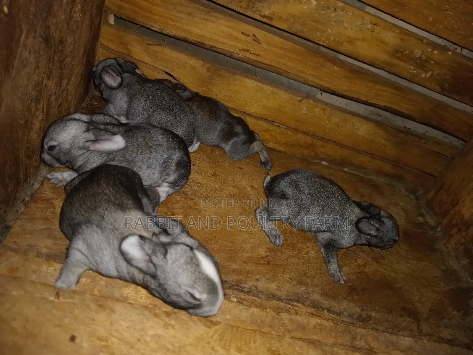 Mother Rabbit and Its Bunnies Cross Breed Newzealand(6 to 8 Bunnies)