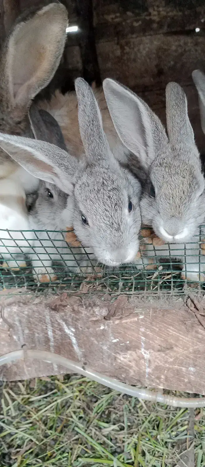 Flemish Giant and American Chinchilla Rabbits Available in Munyonyo