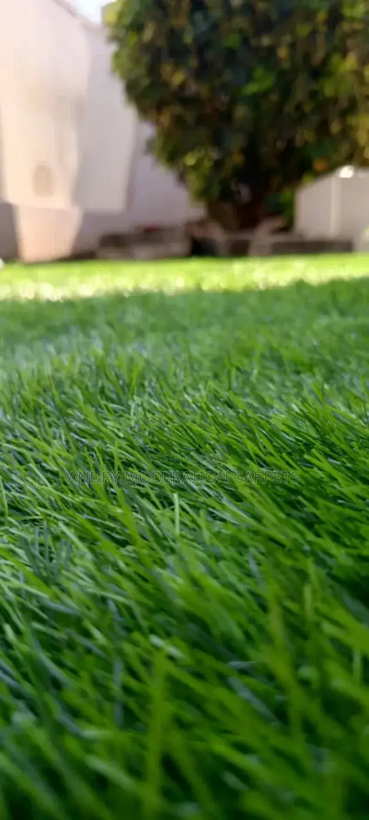 Synthetic Biology Grass Carpet