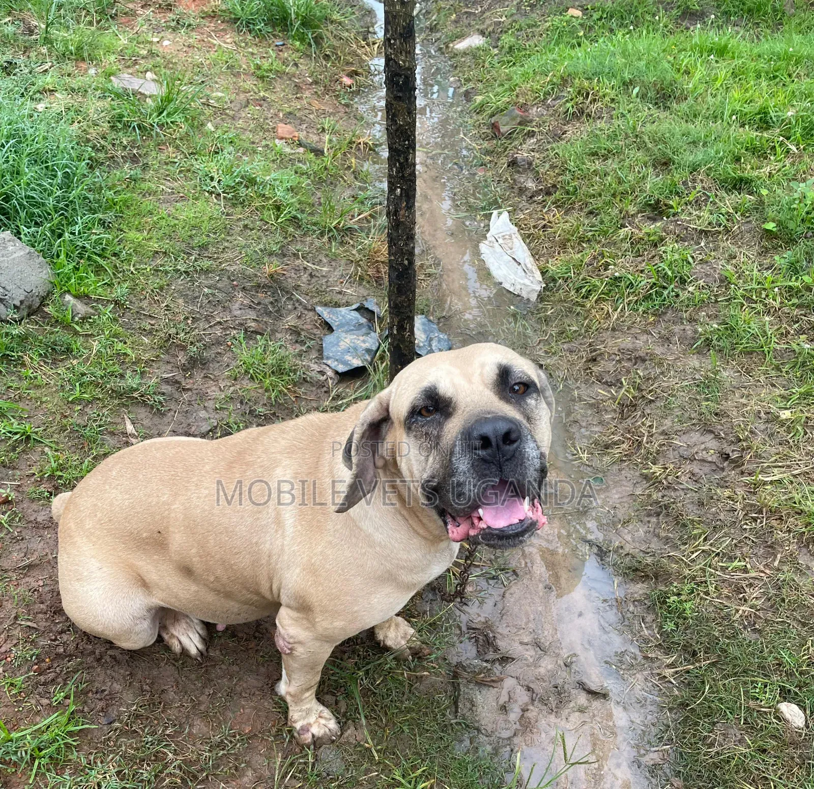 3-6 months Female Purebred Boerboel