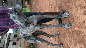6-12 months Male Purebred Great Dane