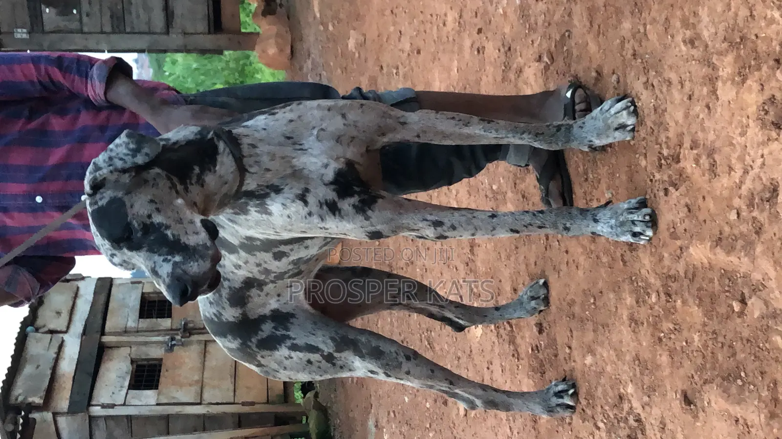 6-12 months Male Purebred Great Dane