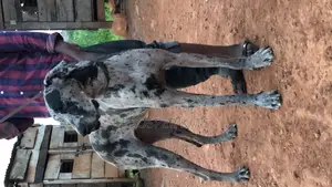 6-12 months Male Purebred Great Dane