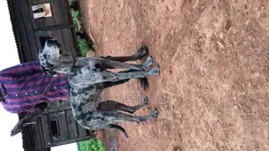6-12 months Male Purebred Great Dane