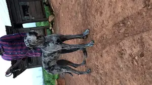 6-12 months Male Purebred Great Dane